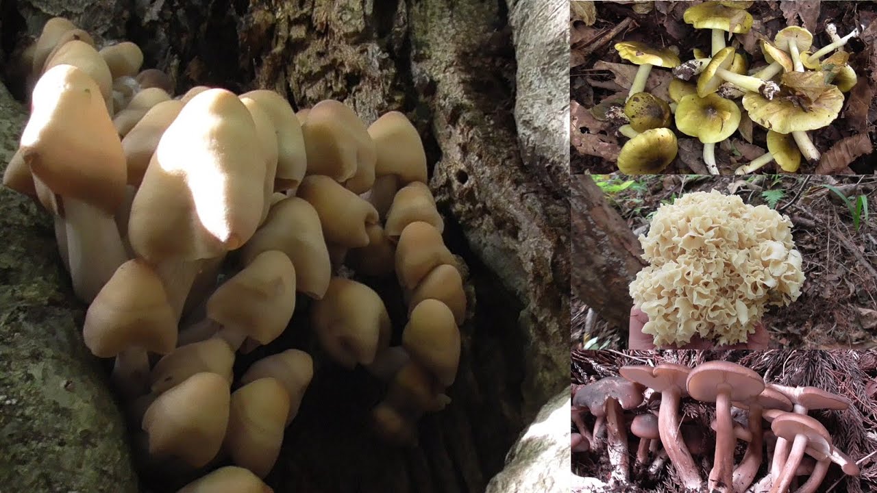 【きのこ狩り】珍菌オドタケと大量のハタケシメジにハナビラタケという幸運に恵まれた日