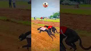 kolhapur dog race || dog res || Dog racing kolhapur || #shorts
