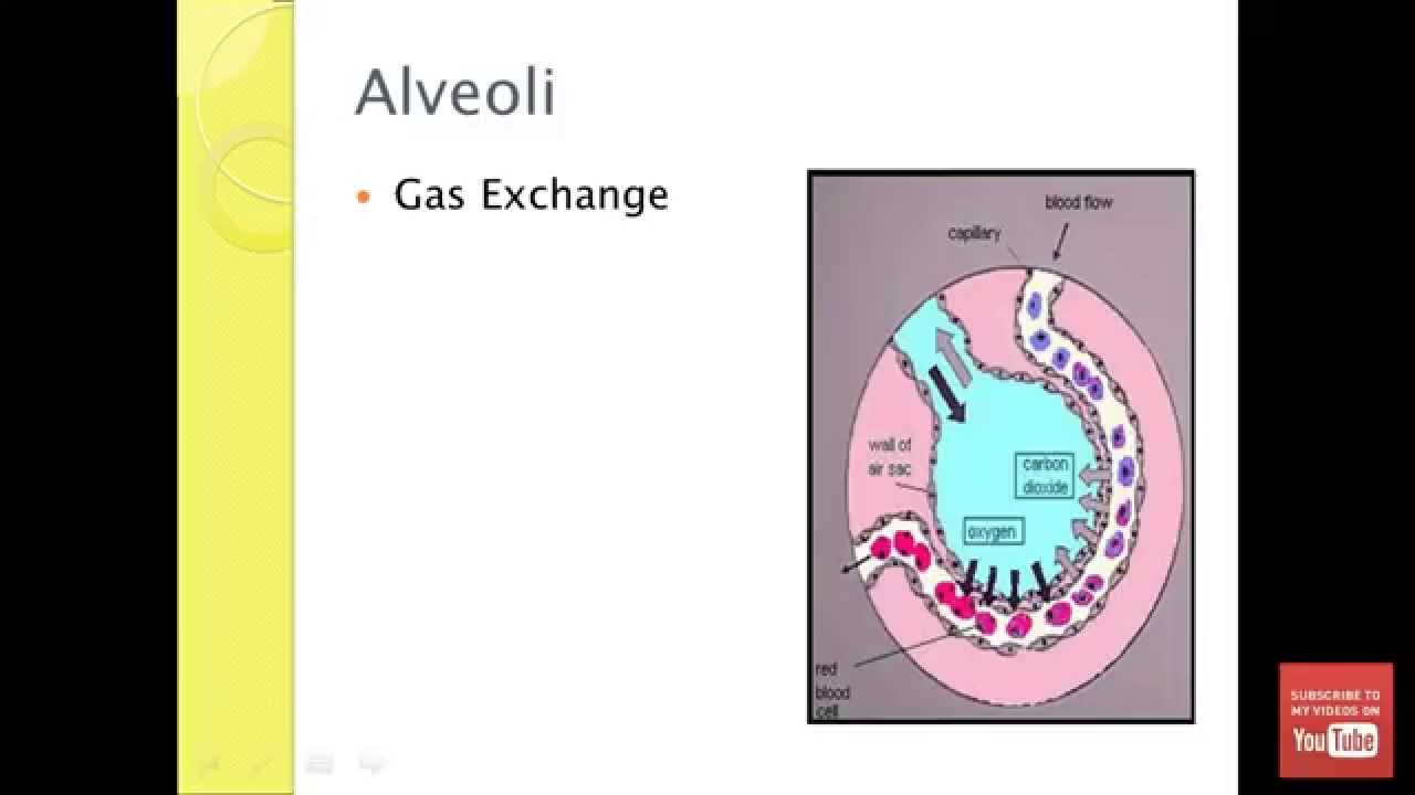 airway management emt practice test