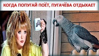 КОГДА ЖАКО ПЕТРУНЯ ПОЕТ, ПУГАЧЕВА ОТДЫХАЕТ Funny parrot