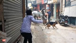 Dog Attacks Horse  Never Pat Wide Dogs