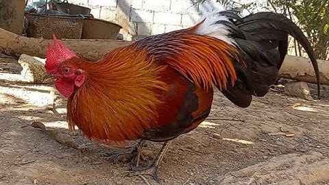 qaib dib hawj dib tau 02054447366(22.12.2021)