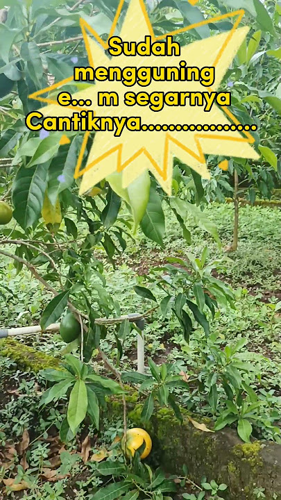 Coantik, seger rrrrrrrr Buah ABIU JUMBO AUSTRALIA