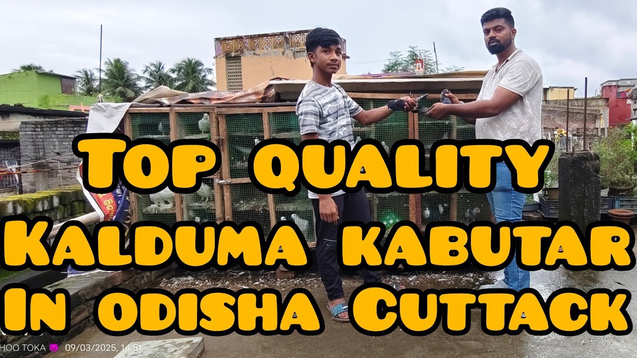Kalduma kabutar allhabadi nasal #pigeon#kabutar #cuttack#odisha#animals 