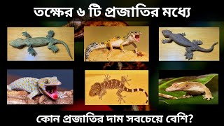 তকষক কন এত দম তকষকর য পরজতর দম সবচয বশ য করণ তকষক এত দম Tokkhok Gecko