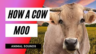The Animal Sounds: How Cow Moo / Sound Effect / Animation 🐮 - YouTube