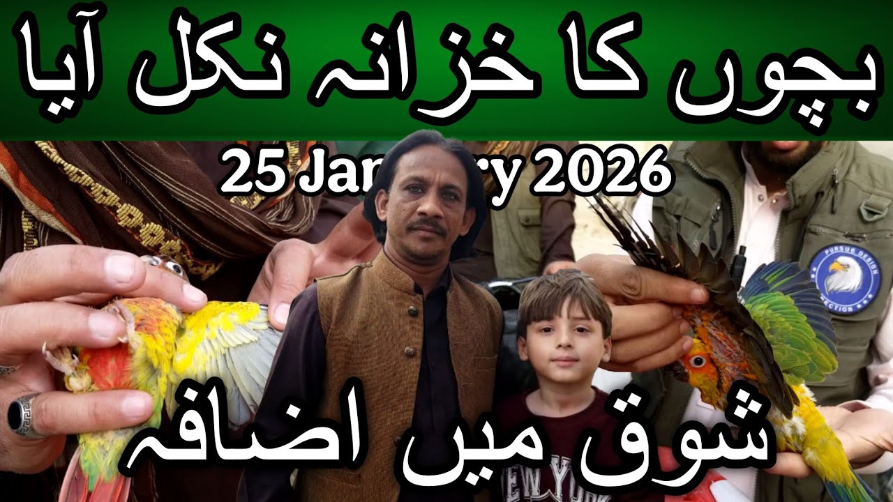 Lalukhet exotic birds market 25 January 2026 | Cheapest price birds market in Karachi Pakistan