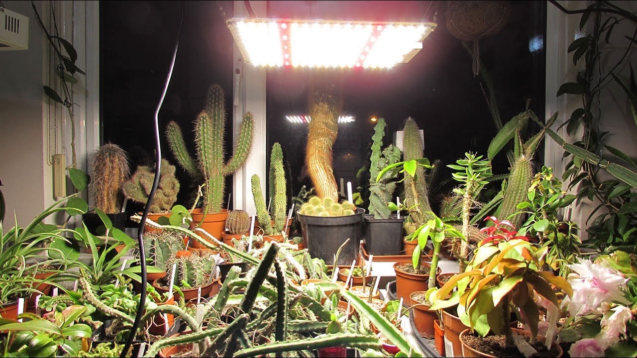 Spider Farmer SF 1000 LED Plant Grow Light Review Update YouTube