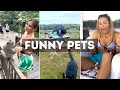Funny Cat, Dog &amp; Animal Videos | Funny Pets Compilation - 4