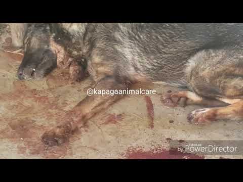 Canine parvovirus / Ugonjwa Wa Mbwa - parvo