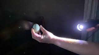 Candling Eggs Day 10