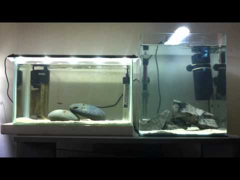 How to care for African Cichlid Fry