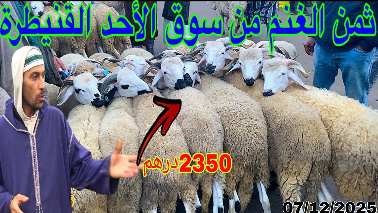ثمن الحولي والغنم من سوق الأحد ولاد جلول القنيطرة على قناة المرضي