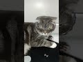 крутой перец😂 #питомец #aleks#mycat#веселыйкот