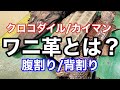 ワニ革ってどんな革？クロコダイルとカイマンワニ/腹割と背割【レザー】