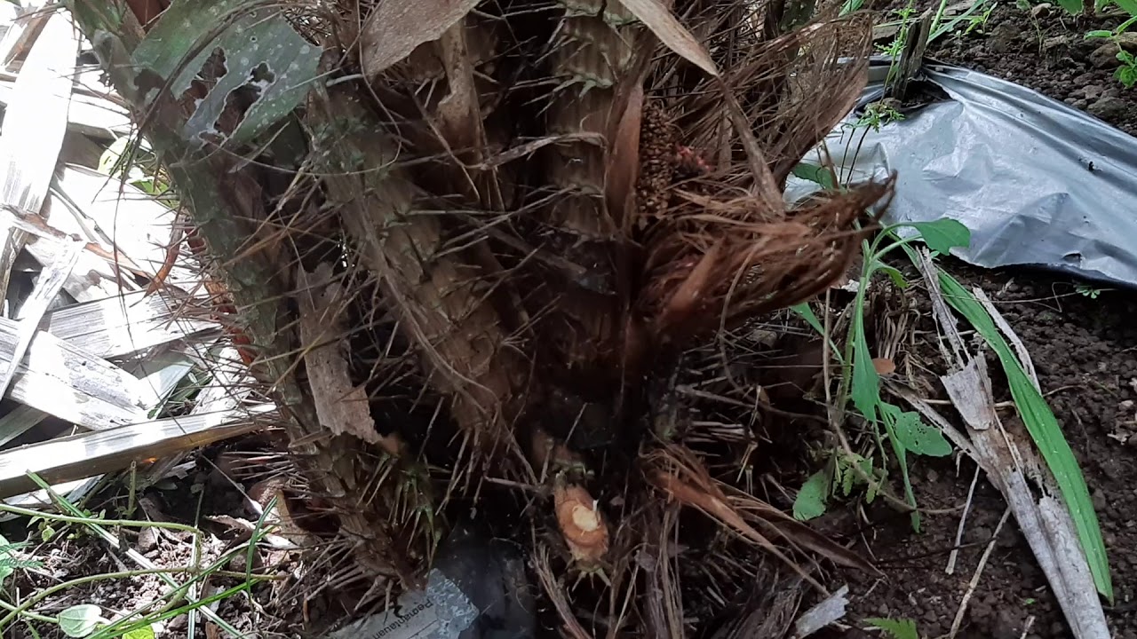 Cara tanam pohon durian tumpangsari dengan menanam salak 