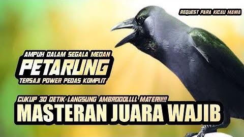MENTAL PETARUNG!!! POWER PEDA FULL JERITAN MEWAH || MASTERAN MURAI KACER CENDET CUCAK IJO KONIN