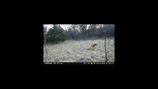 Trail camera video from the @WiseEyeTech DC2