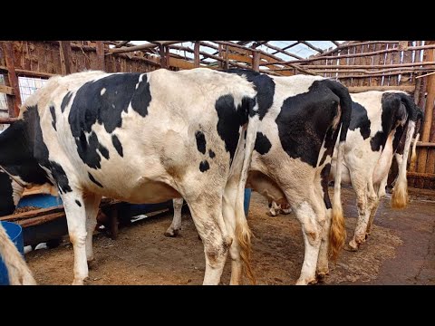 Dairy Farming 40 COWS in a 100 Acre Farm Giving 800 Litres Milk Daily ...