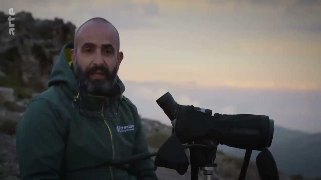 Das Mufflon   Wildnis Europa