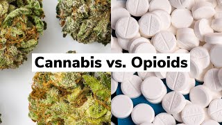 Can Cannabis Reduce an Opioid Addiction? | Discover Marijuana