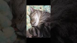 Nap time #cat #cats #catshorts