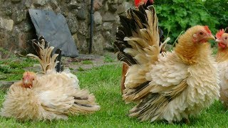 Frizzle Chickens | Docile Lawn Ornaments