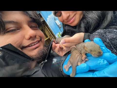 The Incredible Rescue Story Of 3 Infant Squirrels! 