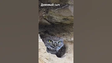 Домовый сыч наблюдает за прохожими из своей норы. #short