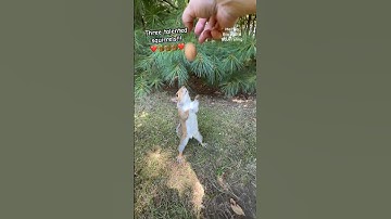 A red squirrel and two gray squirrels catch a walnut!!!😯 #squirrelwhisperer