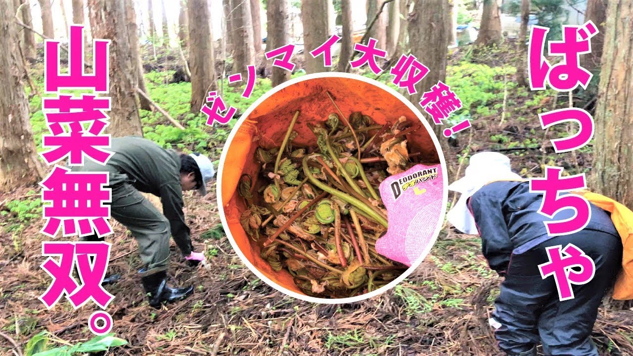 山菜 ばっちゃとゼンマイ収穫 収穫から保存までの様子 Youtube