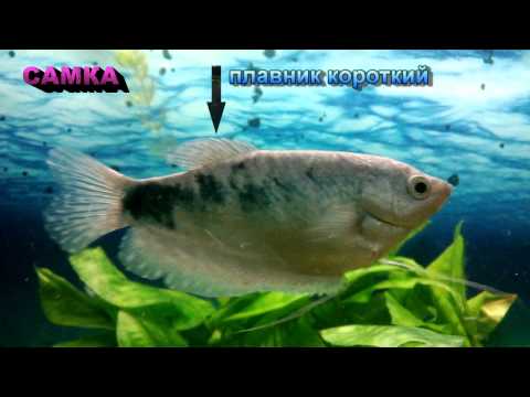 Video: Wie Man Einen Männlichen Gourami Von Einem Weiblichen Unterscheidet