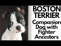 BOSTON TERRIERS - companion, or fighting dogs?