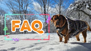 Frequently Asked Questions About Fox Red Labrador Retrievers 🐶 