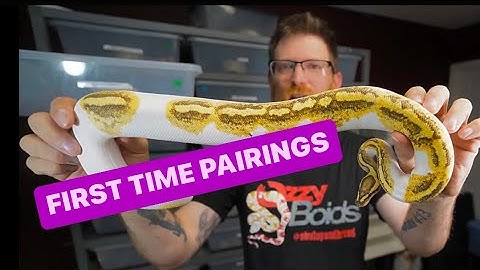 First Time Breeding -PAIRING UP Ball Pythons - clowns and pieds