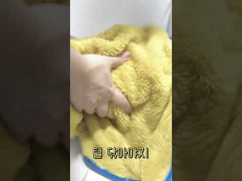 냥빨 당한 고양이의 최후 #shorts