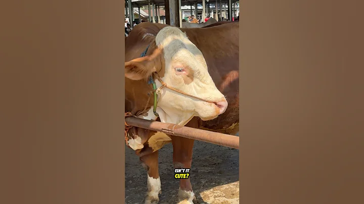 This big cow has cute voices 🤭 #cowvideos #cowsounds