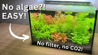 No Algae, no filter Nano Tank for beginners?! Step-by-step tutorial!