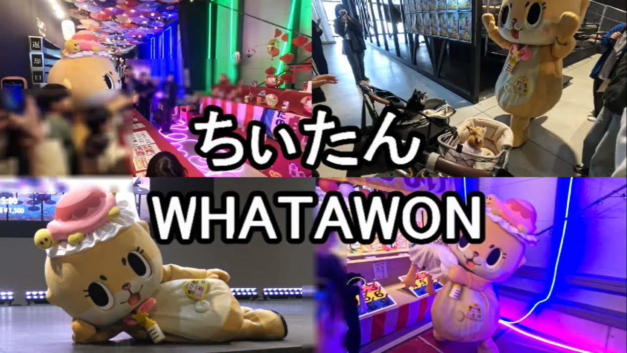 ちぃたんと一緒に遊ぼう！ WHATAWON（ワタワン）2025.2.1(土) - YouTube