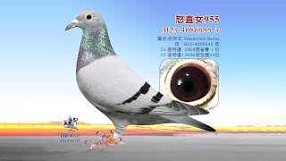 【賓尼】B23-4086955