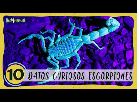 Video: Los datos más interesantes sobre los escorpiones