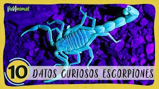 10 DATOS SORPRENDENTES de los ESCORPIONES