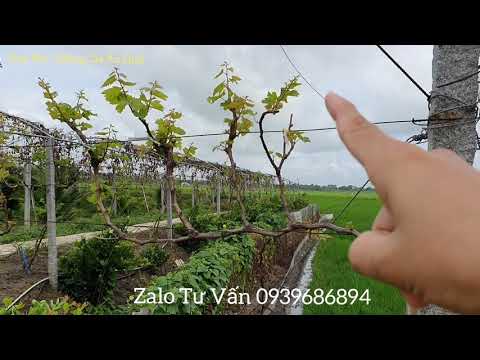 Video Kỷ thuật cho trái nho ngón tay @DÂU TÂY - GIỐNG CÂY ĂN... - youtube