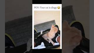 Funny Cat Moments Part 46 No Personal Space