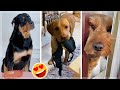 Cutest Puppies Doing Funny Things ~ Funniest Dogs!  [2021]