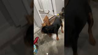 The Dog Refuses To Take A Bath