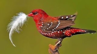 How Do Strawberry Finches Breed? | Can Strawberry Finches Be Kept as Pets? | @natureworld