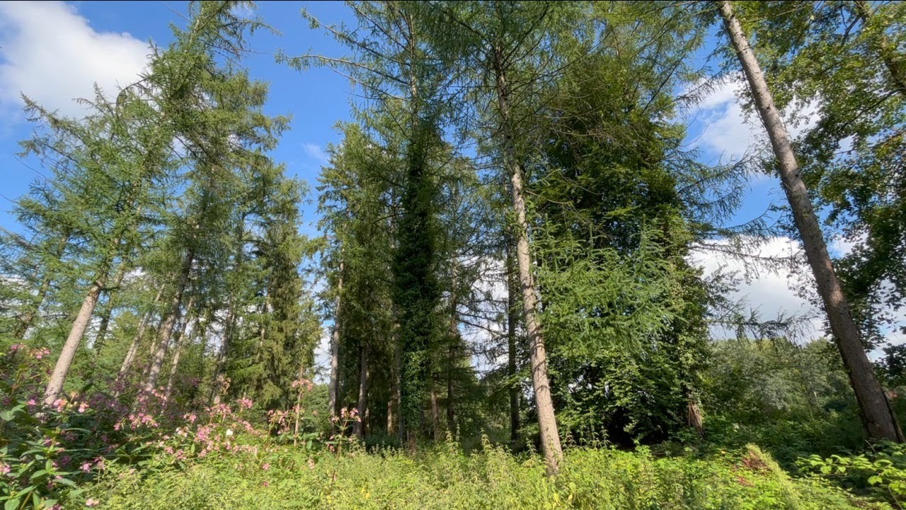 The Tranquil Canopy: Meditative Forest Scene under the Blue Sky