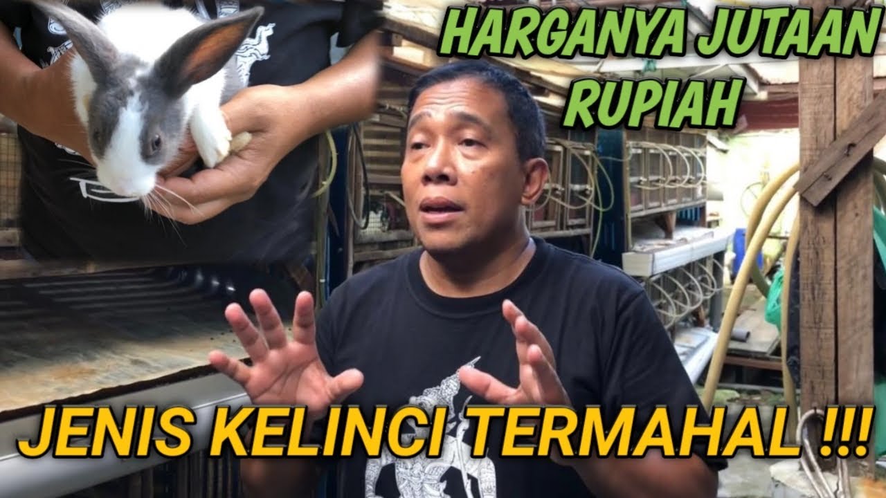 Kelinci Penghasil Puluhan Juta | Jenis Kelinci Mahal