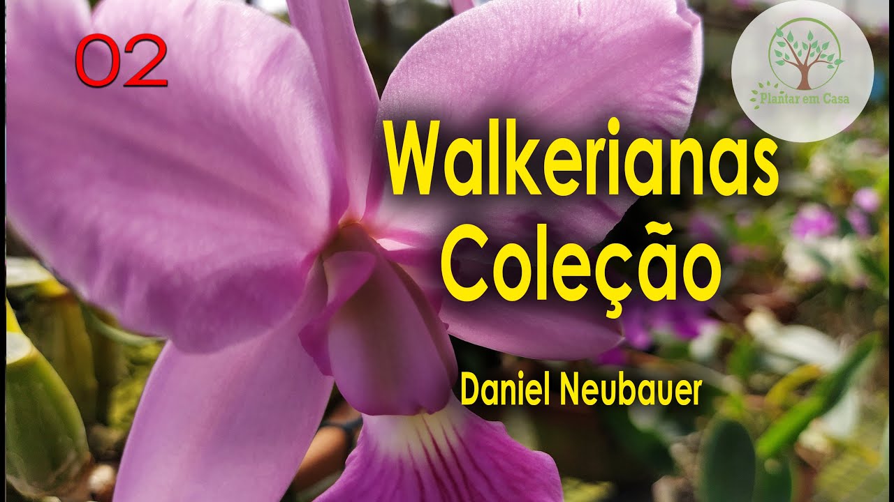 Walkerianas Coleção de Qualidade com Daniel Neubauer 02